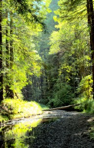 RMFC18-WoodsCreek-SR0213